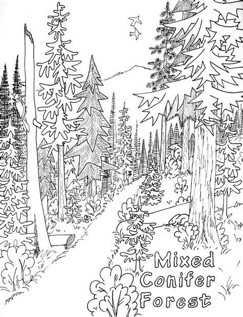 forest coloring pages|outdoor coloring pages printable.